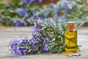 The Secret Benefits of Rosemary Essential Oil Boost Your Brainpower and Improve Your Well-Being