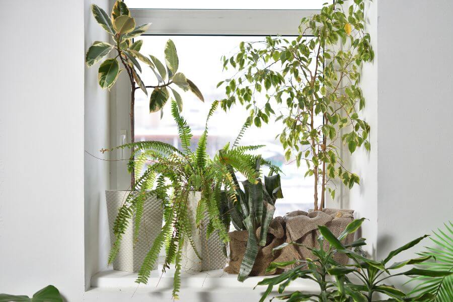 Greenery in the window for successful freelancing