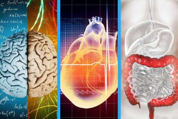 Three Brains Head Heart Gut • Increasing Your Awareness