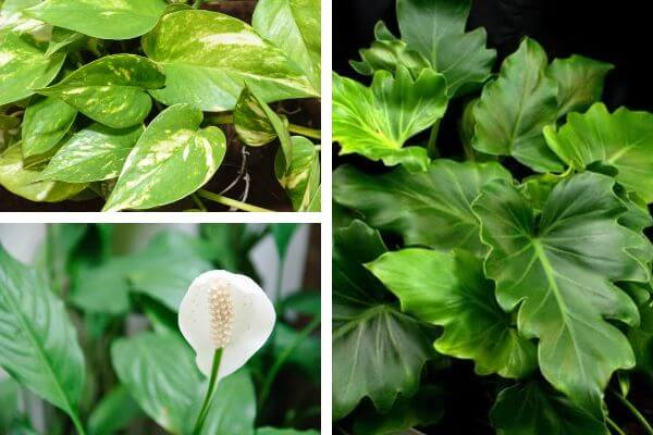3 Top Air Purifying Plants for Your Home or Office