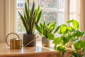 12 House Plants and Flowers for Healthier Air in Your Home