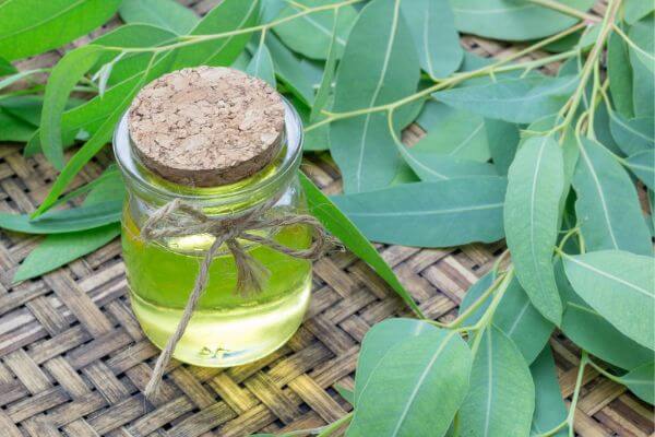 Eucalyptus Essential Oil Benefits and Uses