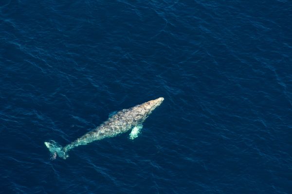 Saving the North Pacific Right Whale
