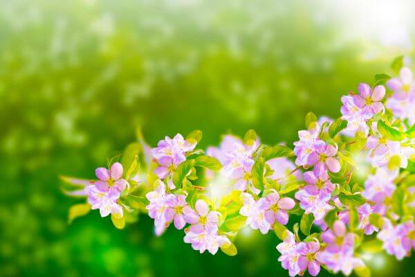 5 Benefits of the Amazing Scent of Jasmine