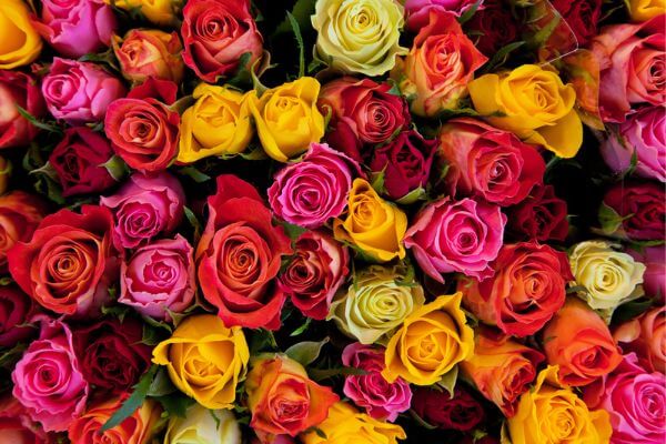 10 Colors of Roses Their Symbols and Meanings