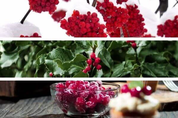3 Red Christmas Berry Plants to Boost Your Holiday Cheer