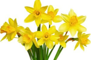 Daffodils