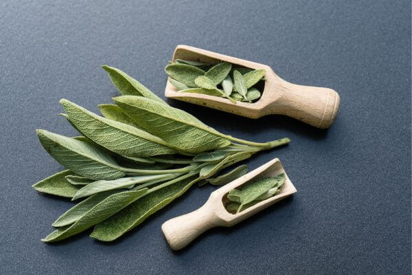 From Immune Support to Memory Enhancement The Surprising Benefits of Sage for Your Body and Mind