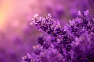 Lavender is a Natural Remedy for Stress and Anxiety