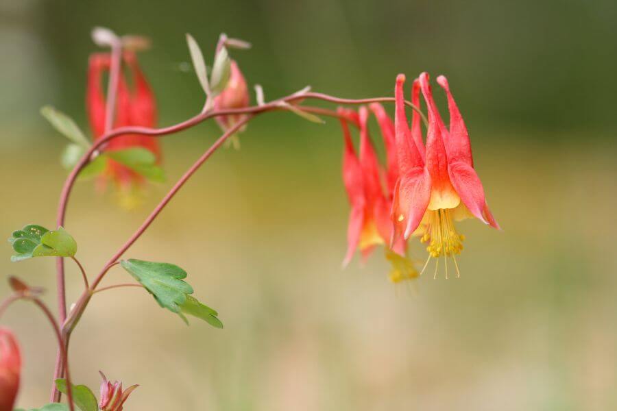 Red Columbine Oregon Wild Flowers