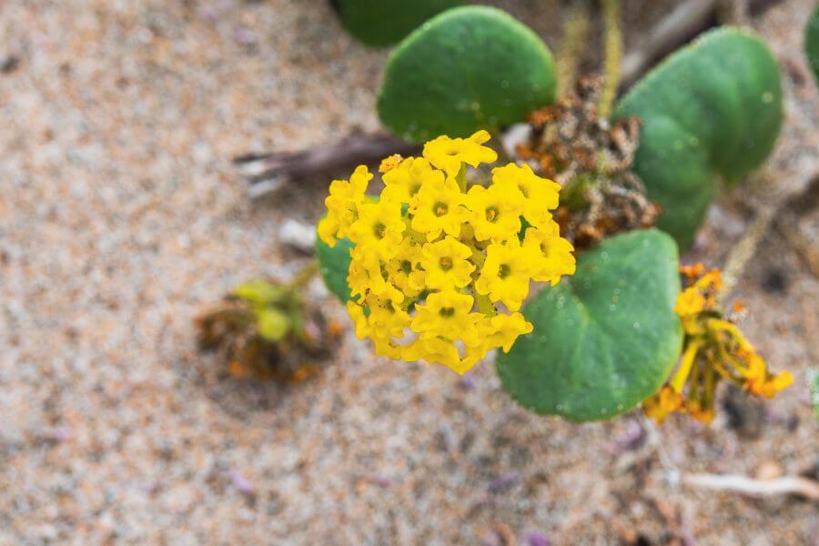 Yellow Sand Verbena Oregon Wild Flowers