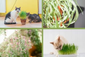 4 Spectacular House Plants that Won't Make Your Cat Sick