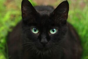 DIY Cat Safe Natural Carpet Deodorizer with Diatomaceous Earth