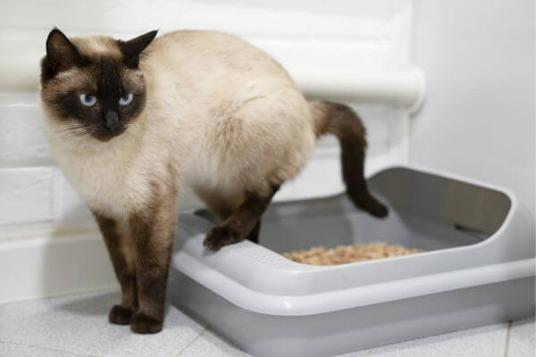 DIY Cat Safe Natural Carpet Deodorizer with Diatomaceous Earth