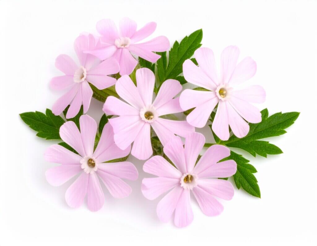 The 32,000-Year-Old Flower That Bloomed Again: Meet Silene stenophylla