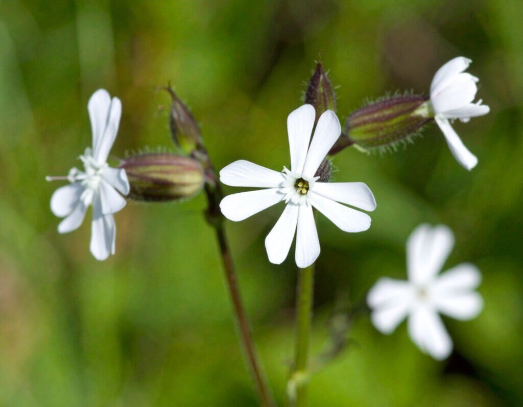 The 32,000-Year-Old Flower That Bloomed Again: Meet Silene stenophylla
