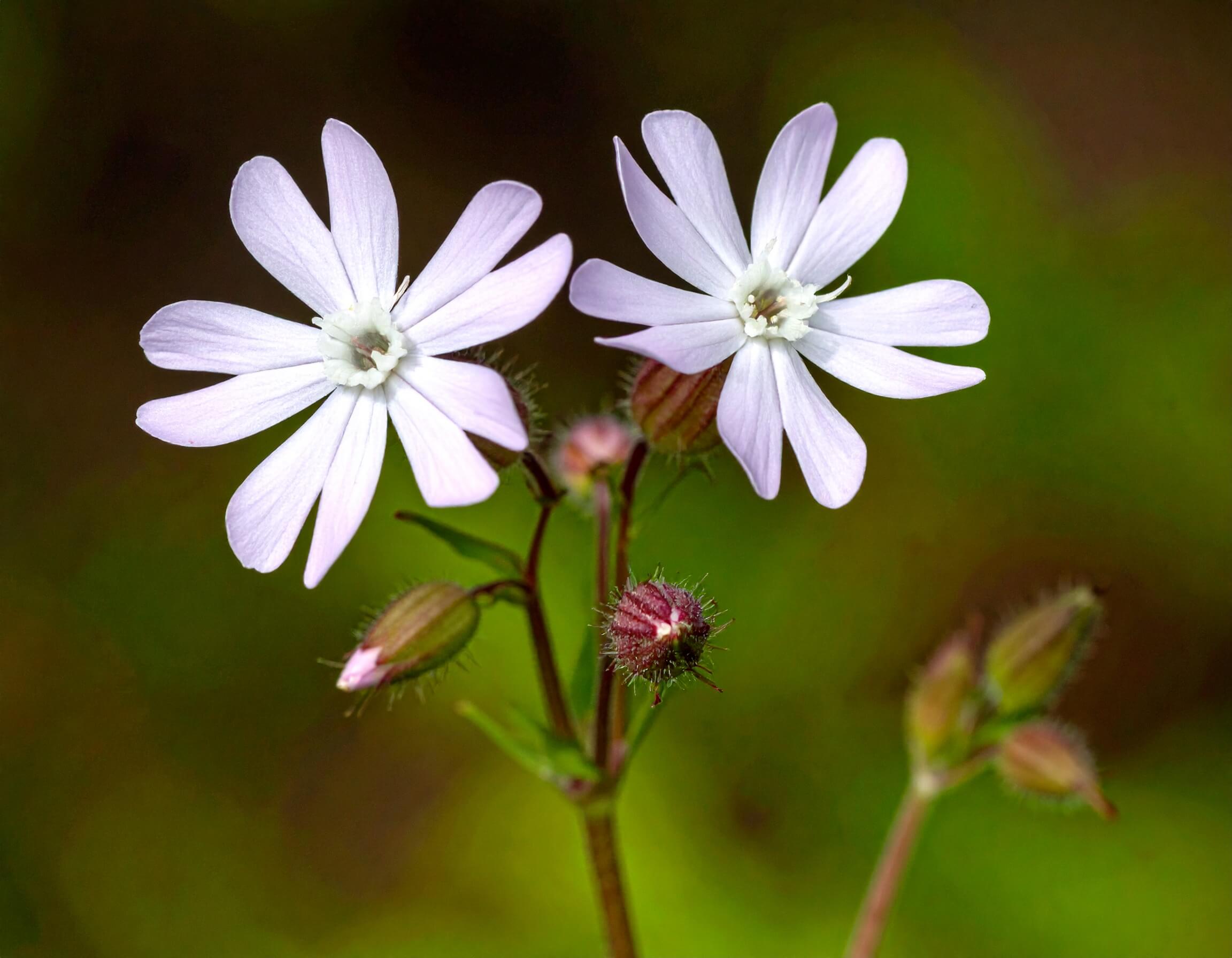 The 32,000-Year-Old Flower That Bloomed Again: Meet Silene stenophylla